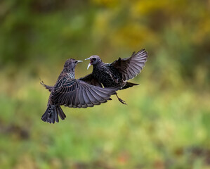 Star (Sturnus vulgaris)