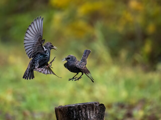 Star (Sturnus vulgaris)