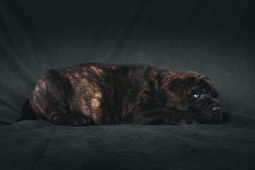 puppy bullmastiff lying on studio  - obrazy, fototapety, plakaty