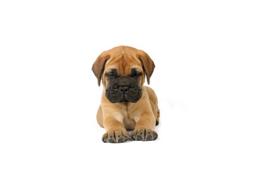 lying puppy bullmastiff isolated on white 