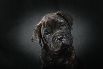 portrait of a puppy bullmastiff