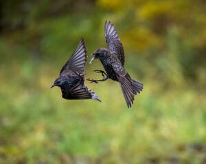 Star (Sturnus vulgaris)
