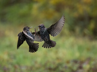 Star (Sturnus vulgaris)