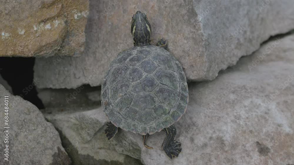 Poster yellow-bellied slider turtle on rock. trachemys scripta scripta. overhead shot