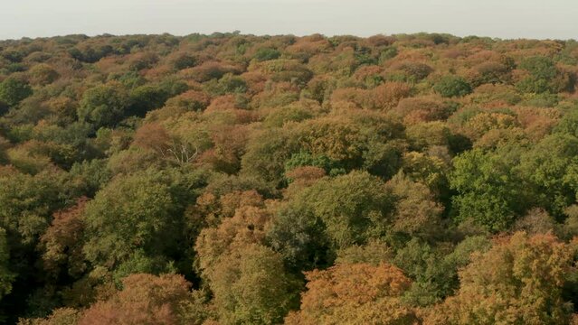 Aerial shot over dense English wood turning orange in autumn