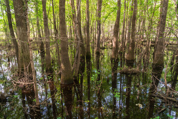 Obraz premium Moores Creek National Battlefield in North Carolina