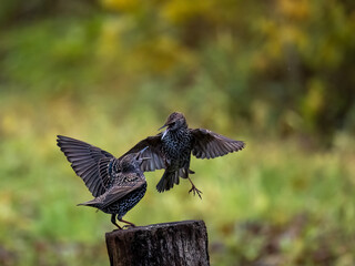 Star (Sturnus vulgaris)