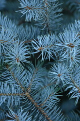 Naklejka na ściany i meble background of blue Christmas tree branches, blue branches of a Christmas tree close-up, short needles of a coniferous tree close-up on a green background, texture of needles of a Christmas tree close