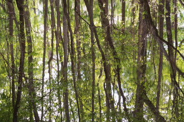 Summer Day Reflection on the Water at Moores Creek National Battlefield, NPS Site