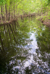 Moores Creek National Battlefield in North Carolina