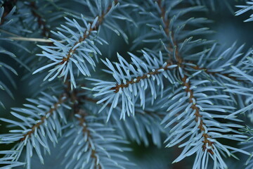 Naklejka na ściany i meble background of blue Christmas tree branches, blue branches of a Christmas tree close-up, short needles of a coniferous tree close-up on a green background, texture of needles of a Christmas tree close