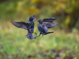 Star (Sturnus vulgaris)