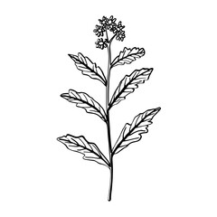 Abstract Hand Drawn of Verbena Illustration. SVG Vector