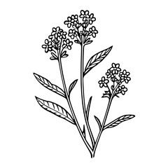 Abstract Hand Drawn of Verbena Illustration. SVG Vector