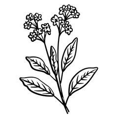 Abstract Hand Drawn of Verbena Illustration. SVG Vector