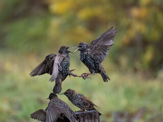 Star (Sturnus vulgaris)