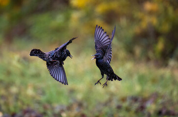 Star (Sturnus vulgaris)