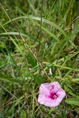 Purple Flower at the Outer Banks Island in North Carolina