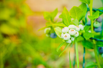 Green unripe blueberries close-up on a blurred background