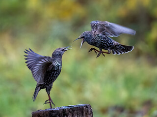 Star (Sturnus vulgaris)