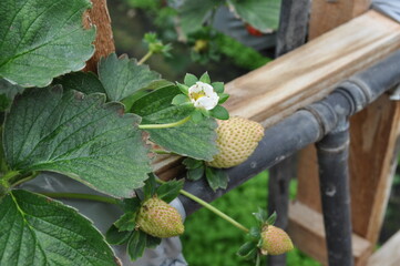 Strawberry garden grown using hydroponics method