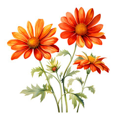 Mexican Sunflower, Flowers, Watercolor illustrations
