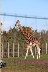 Giraffe tall mammal in zoo eating branches 