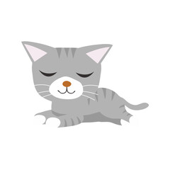 cute set of gray cats with yellow eyes kitten