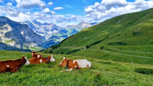 Switzerland nature scenery. Green swiss pastures with cows surrounded by Alps mountains and snowy peaks
