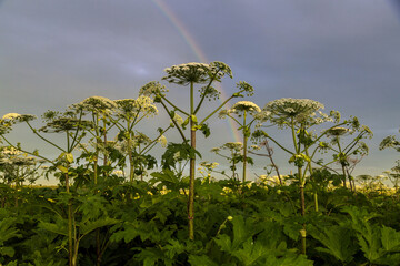 Sosnowsky's hogweed Heracleum sosnowskyi dangerous invasive plant