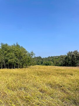 Ripe rice field.this photo was taken from Chittagong,Bangladesh.