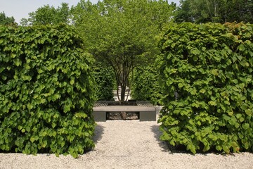 Geometric pattern of green hedge labyrinth in botanical garden Path in the park, nature background. Bush landscape design. Green hedge maze tunnel flowerbed