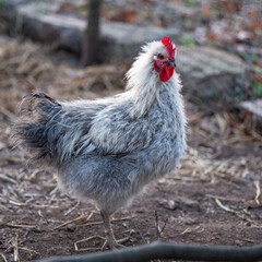Small grey curly Hedemora rooster out walking