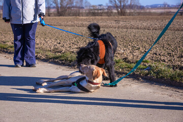 one dog sniffing another dog