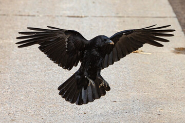 spread wings of a crow while landing