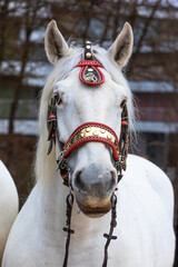 front portrait of a white horse