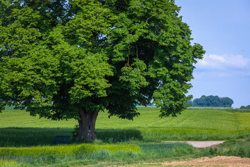 beautiful big limetree on the field