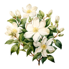 Obraz premium Night blooming jasmine, Flowers, Watercolor illustrations