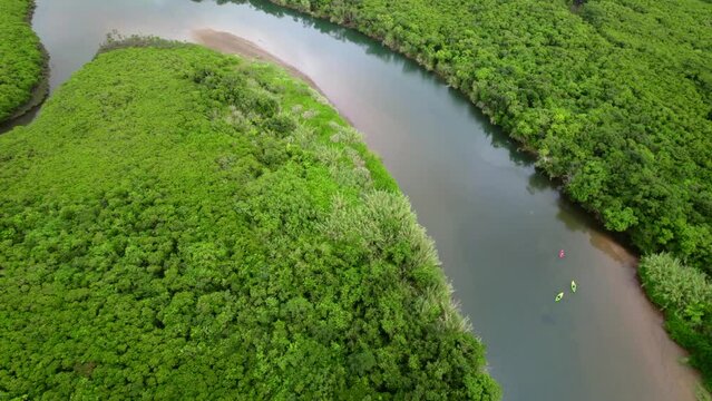 ドローンで空撮した奄美大島のマングローブ林（Amami Oshima Island Bird Eye）