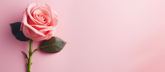 Valentine's Day concept. Pink rose flower with on pink background with empty copy space