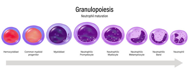 Stages of Granulopoiesis vector. Neutrophil maturation. Hemocytoblast, myeloid progenitor, Myeloblast, Promyelocyte, Myelocyte, Metamylocyte, N.Band and Neutrophil.