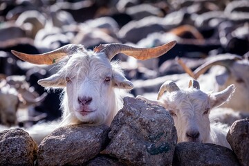 Close up of Changthangi or Changpa goats, Ladakh, India, Asia