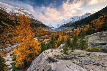 Autumn larch forest in front of Morteratsch glacier, Bernina Group with Piz Bernina, Piz Palue,...