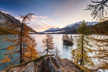 Morning atmosphere at Lake Sils, island with autumn larches, Engadin, Canton Grisons, Switzerland, Europe - obrazy, fototapety, plakaty