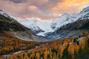 Autumn larch forest in front of Morteratsch glacier, Bernina Group with Piz Bernina, Piz Palue, Pontresina, Engadine, Canton Graubuenden, Switzerland, Europe - obrazy, fototapety, plakaty