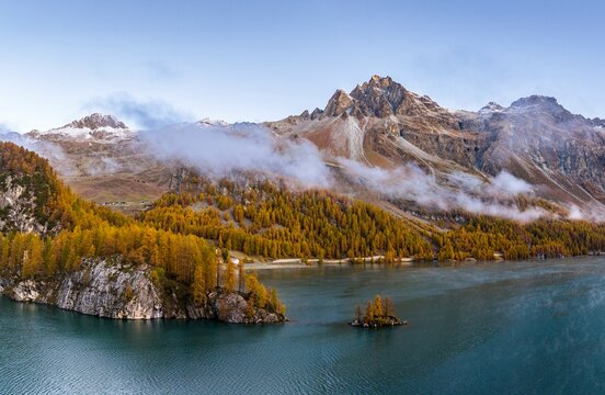 Autumn larch forest with Lake Sils with island, Engadin, Canton Grisons, Switzerland, Europe