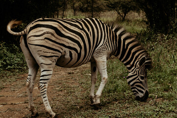 zebra eating grass