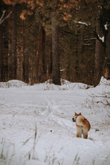 Akita Inu in the forest on a walk in winter