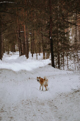 Akita Inu in the forest on a walk in winter