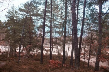 Obraz premium Picturesque scene in the Trois Pignons Forest of Fontainebleau, France